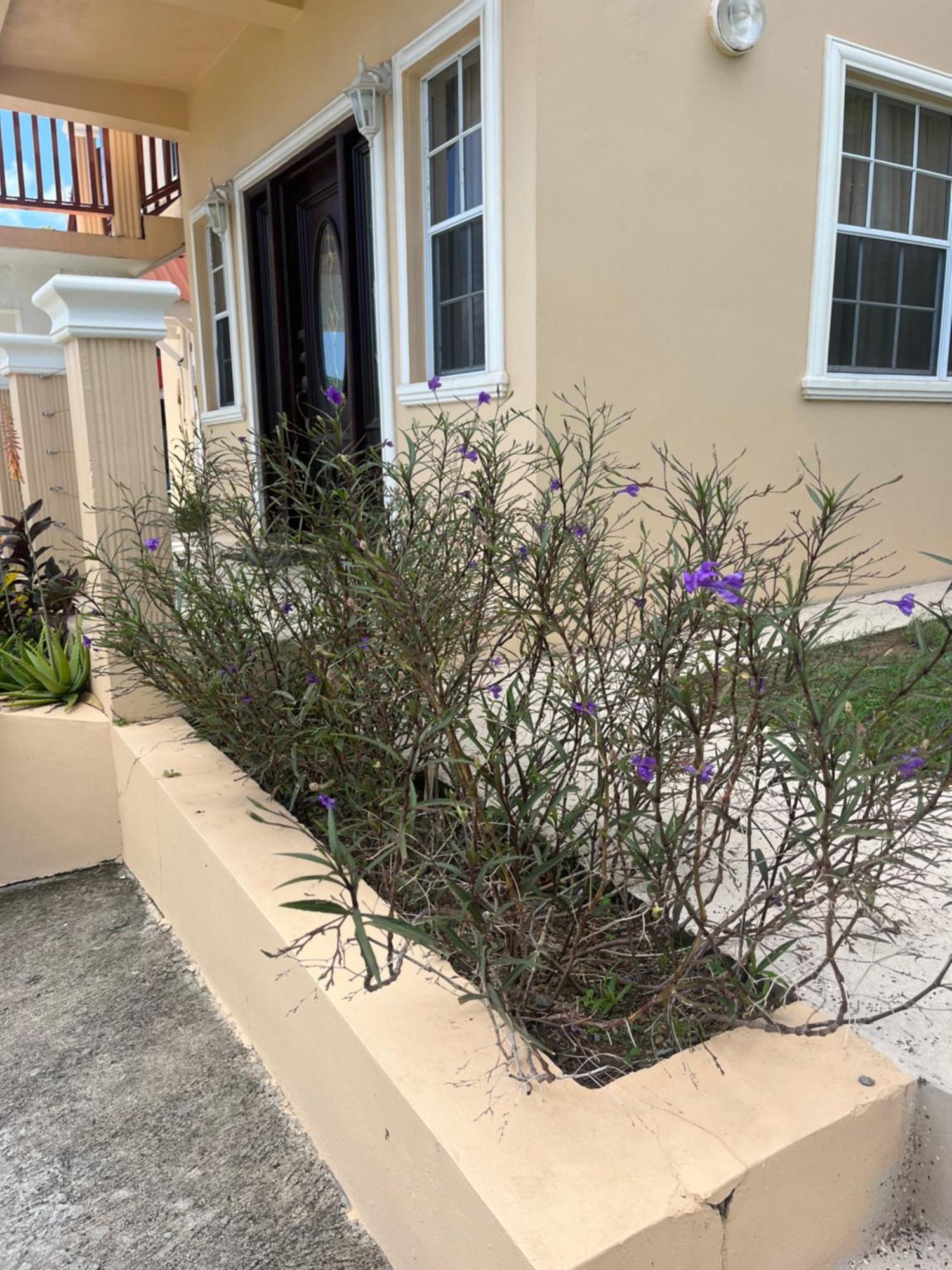 Belle Breeze Haven Daire Gros Islet Dış mekan fotoğraf